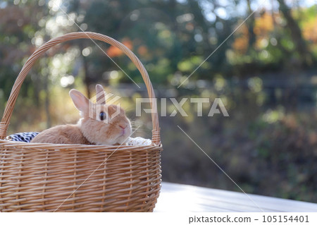 rabbit in a basket 105154401