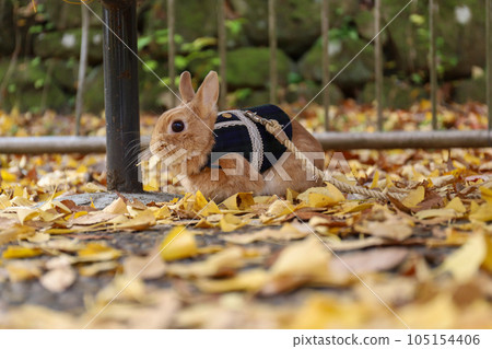 Ginkgo carpet and rabbit 105154406