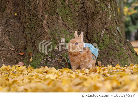 Ginkgo carpet and rabbit 105154557
