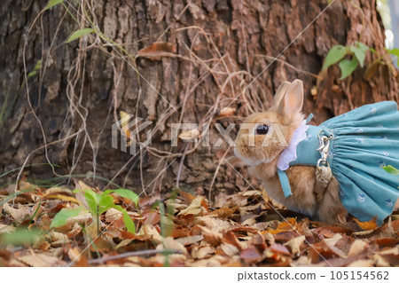 兔子在樹下 105154562