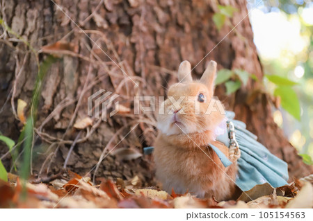 rabbit under the tree rabbit under the tree 105154563