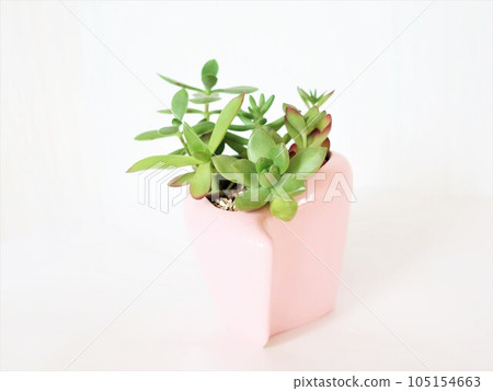 多汁的種植 多汁的種植 105154663
