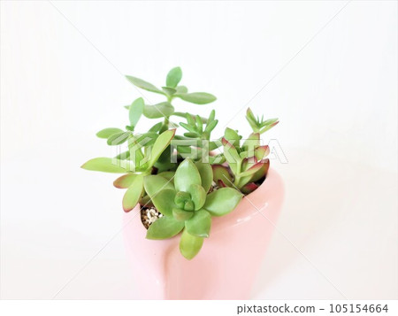 Succulent planting Succulent planting 105154664