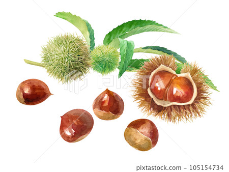 Watercolor illustration of young chestnut branches and ripe chestnuts. A taste of autumn. (Vector. Layout changeable) Watercolor illustration of young chestnut branches and ripe chestnuts. A taste of autumn. (Vector. Layout changeable) 105154734