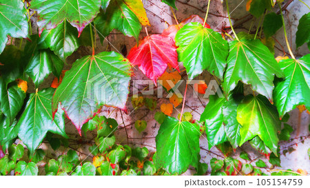 常春藤(攀緣植物)綠葉和紅葉的風景 常春藤(攀緣植物)綠葉和紅葉的風景 105154759
