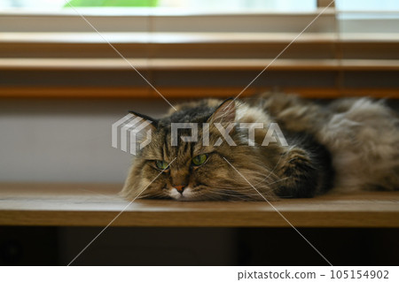 Image of of a fluffy cat lying on wooden table near window. Domestic cat 105154902