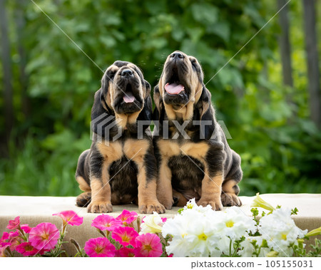 Portrait of two charming black bloodhound puppies sitting against the background of green bushes.  105155031
