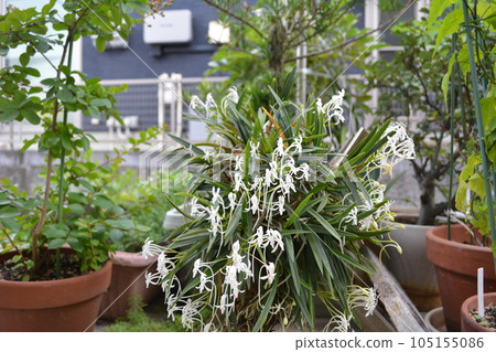芳香的白色河豚花 芳香的白色河豚花 105155086