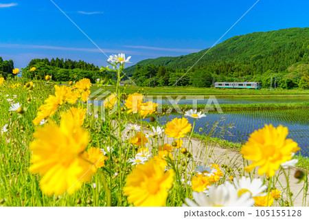 妙高羽馬線和鮮花 105155128