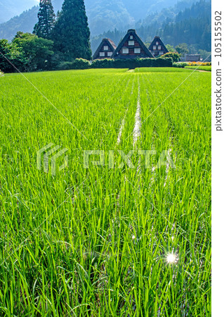 初夏的白川鄉,插秧後秧苗正在生長 初夏的白川鄉,插秧後秧苗正在生長 105155502