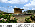 Shintoyotsu station and hydrangeas 105155715