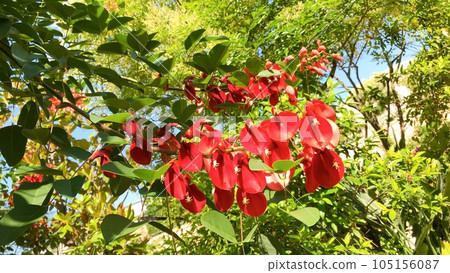leguminous deciduous shrubs leguminous deciduous shrubs 105156087
