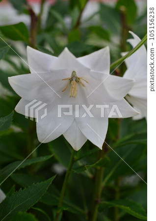 白色雙花風鈴草(風鈴草) 白色雙花風鈴草(風鈴草) 105156238