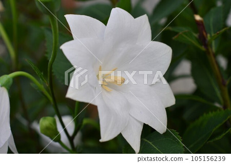 白色雙花風鈴草(風鈴草) 白色雙花風鈴草(風鈴草) 105156239