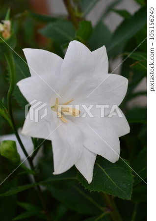 白色雙花風鈴草（風鈴草） 105156240