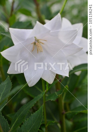 White double-flowered bellflower (bellflower) White double-flowered bellflower (bellflower) 105156241