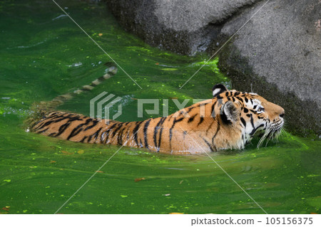 Amur tiger swimming in a moat of blue-green algae and approaching a stone wall Amur tiger swimming in a moat of blue-green algae and approaching a stone wall 105156375