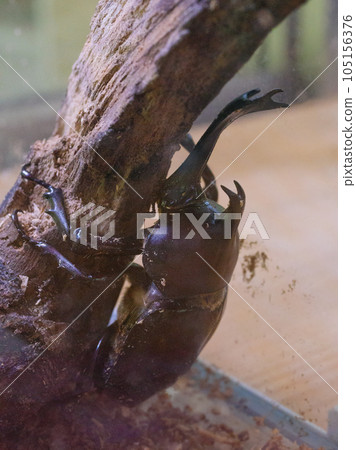 Adult beetles in captivity Adult beetles in captivity 105156376