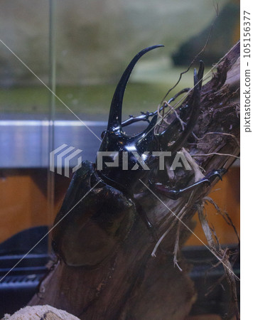 Caucasian beetle adult Caucasian beetle adult 105156377