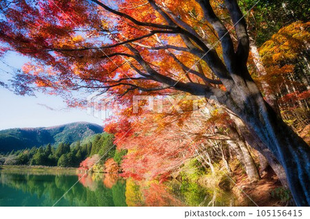 Autumn leaves of South Inaga lake 105156415