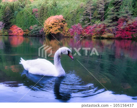 Autumn leaves of South Inaga lake Autumn leaves of South Inaga lake 105156437