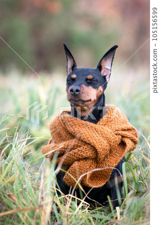 Autumn portrait of a black and tan miniature pinscher sitting in the grass in a brown scarf around his neck. Autumn portrait of a black and tan miniature pinscher sitting in the grass in a brown scarf around his neck. 105156599