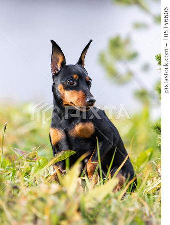 Autumn portrait of a miniature pinscher sitting in the grass. Autumn portrait of a miniature pinscher sitting in the grass. 105156606