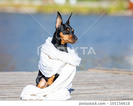 A black and tan miniature pinscher wrapped in a white scarf sits against the backdrop of a river. A black and tan miniature pinscher wrapped in a white scarf sits against the backdrop of a river. 105156618