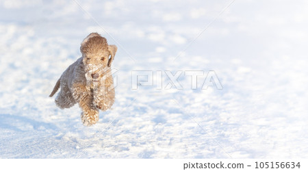 Bedlington Terrier puppy for a walk, runs towards you along a snowy path. Banner. Bedlington Terrier puppy for a walk, runs towards you along a snowy path. Banner. 105156634