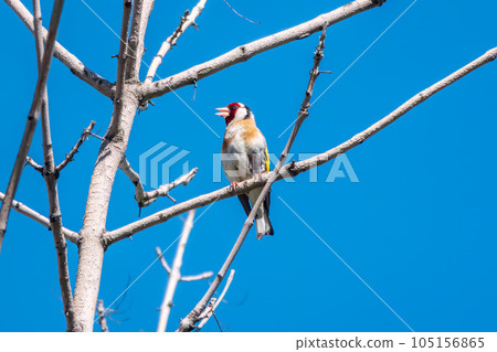 Detailed photo of an european goldfinch between branches 105156865