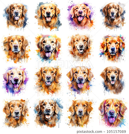 Set of dogs breed Golden Retriever painted in watercolor on a white background in a realistic manner. Ideal for teaching materials, books and designs, postcards, posters. 105157089