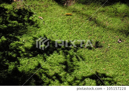 Beautiful vivid green moss and shadows of leaves Beautiful vivid green moss and shadows of leaves 105157228