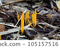 1 105157516