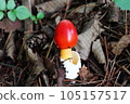 玉子1號 105157517