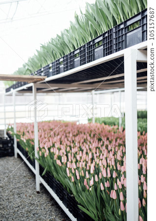 Large bright two tier greenhouse for growing different types of tulips 105157687