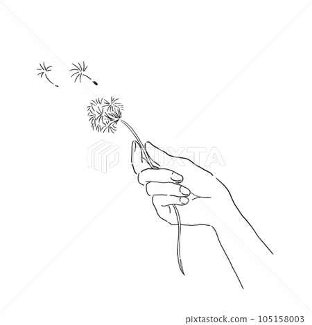 Hand drawn line art illustration of a hand holding a dandelion 105158003
