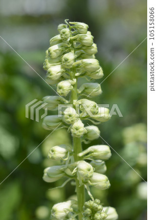 Delphinium Magic Fountain White Delphinium Magic Fountain White 105158066