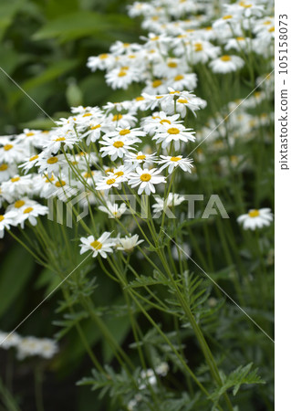 Corymb-flower tansy Corymb-flower tansy 105158073