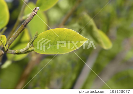 Siebolds magnolia 105158077