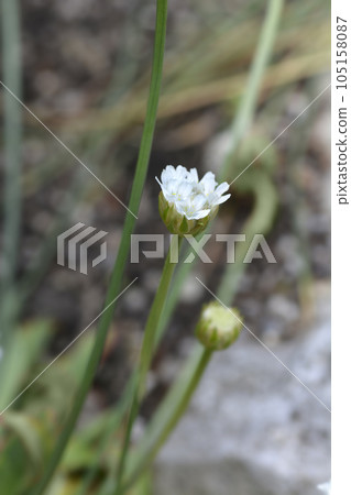 Great thrift Ballerina White 105158087