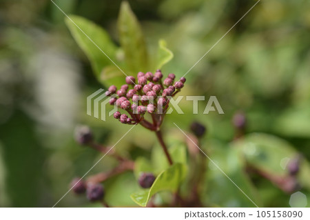 Laurustinus 105158090
