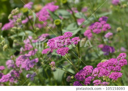 Pink Beauty Yarrow 105158093