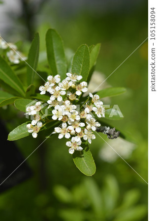 Formosa firethorn 105158094