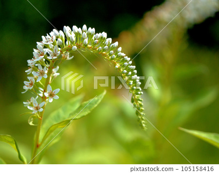 六月盛開的白色小花“Locustola” 105158416