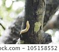 Slug (Naha City, Okinawa Prefecture) Slug (Naha City, Okinawa Prefecture) 105158552