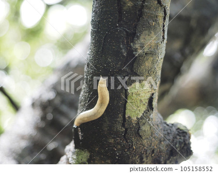 Slug (Naha City, Okinawa Prefecture) 105158552