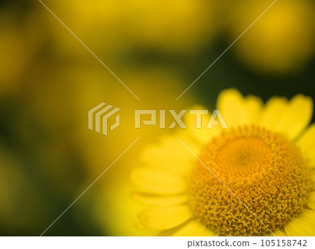 Yellow flower "Koyakamitsure (Konya Kamitsuretsu)" blooming in June 105158742