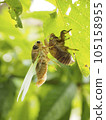 Emergence of a cicada Emergence of a cicada 105158955