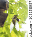 Emergence of a cicada Emergence of a cicada 105158957