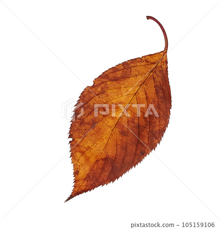 Fallen leaves illustration realistic Fallen leaves illustration realistic 105159106